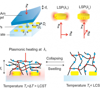 NEW Case Study on Rapid Transitions of Thermo-Responsive Polymer Networks